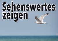 Möwen fliegen Sehenswertes